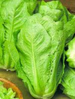 Lettuce (کاهو)